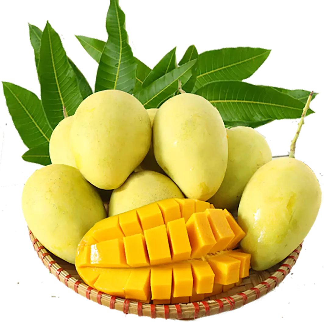 Xoài Cát Hòa Lộc