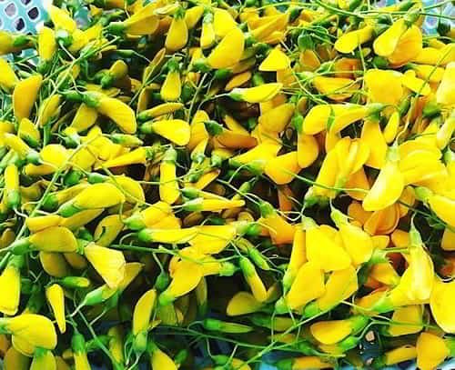 Bông điên điển - dùng trong chế biến các món ăn miền Tây