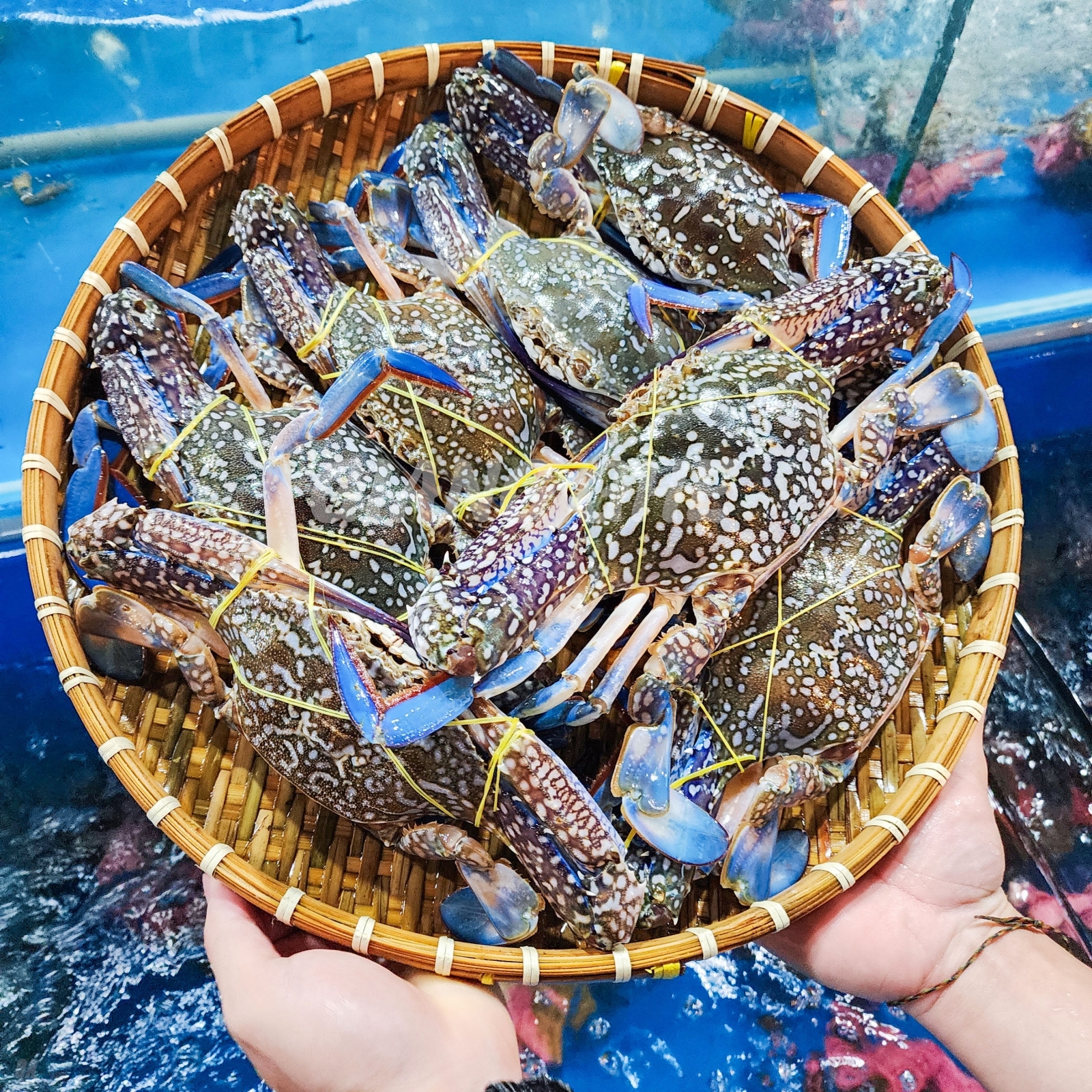 Ghẹ xanh loại 1 | Hải Sản Giang Ghẹ