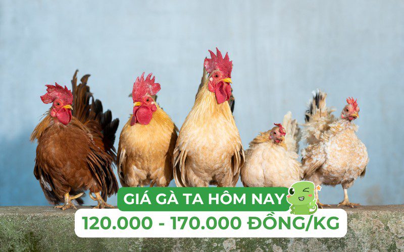 Giá gà ta bao nhiêu tiền? Giá gà ta hôm nay