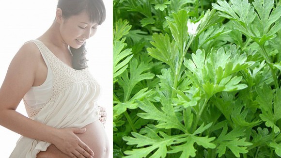 Bà bầu không nhất thiết phải kiêng ăn ngải cứu