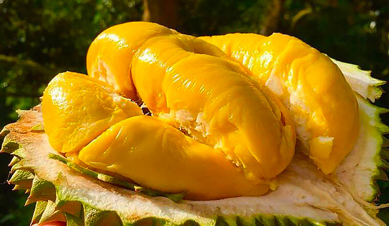 Giá sầu riêng hôm nay 28/3: Sầu riêng giảm mạnh đến 12.000 đồng/kg