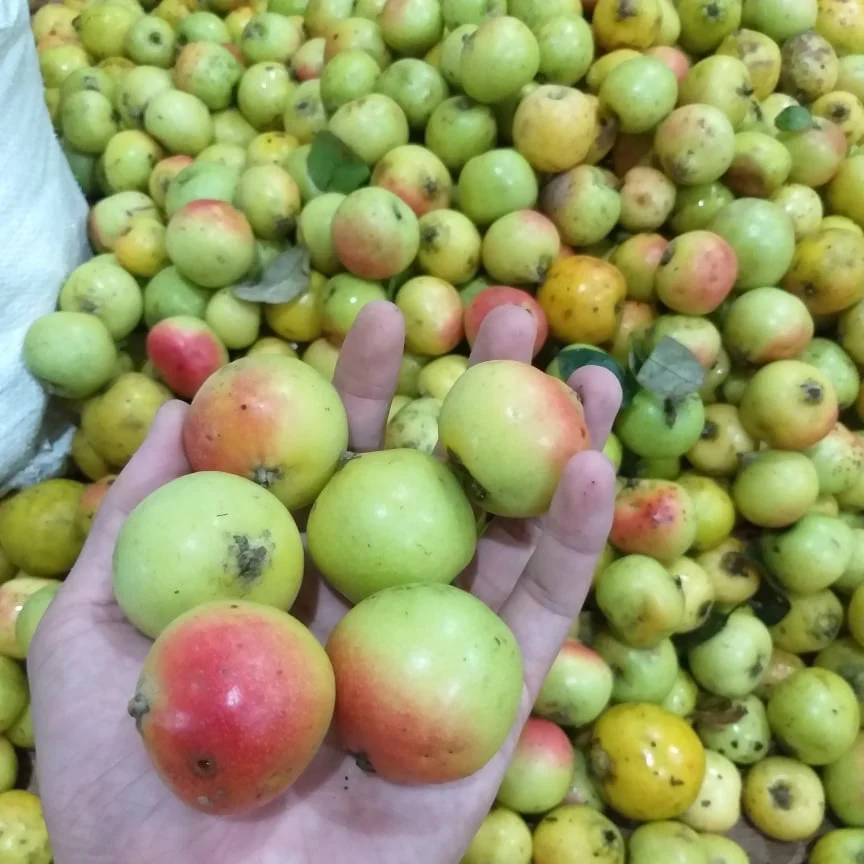 Táo Mèo tươi Mù Căng Chải ngâm rượu (1kg)