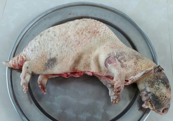 HƯỚNG DẪN CÁCH TỰ LÀM THỊT NHÍM TẠI NHÀ
