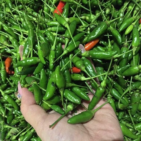 Cây Ớt Xiêm Xanh