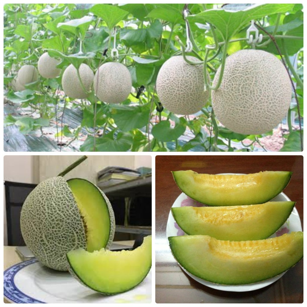 Dưa lưới giá bao nhiêu 1 kg trên thị trường? - Fujifruit