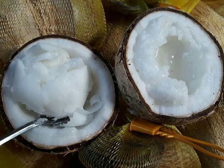 Hình ảnh dừa sáp loại 1 và loại 2