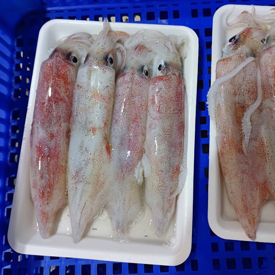MỰC ỐNG TƯƠI (500g/3-4 con)
