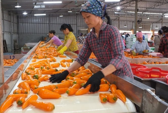 Cà rốt Hải Dương nhộn nhịp vào vụ