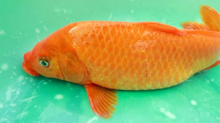 Những hình ảnh tuyệt đẹp về cá chép - biểu tượng của sự may mắn và thịnh  vượng.