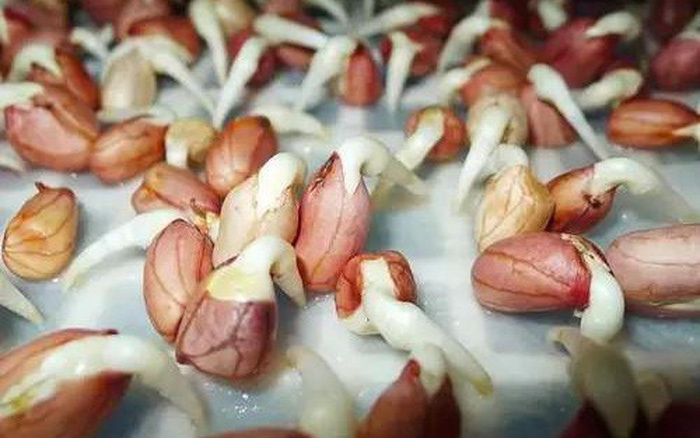 Những loại củ không nên ăn khi đã mọc mầm