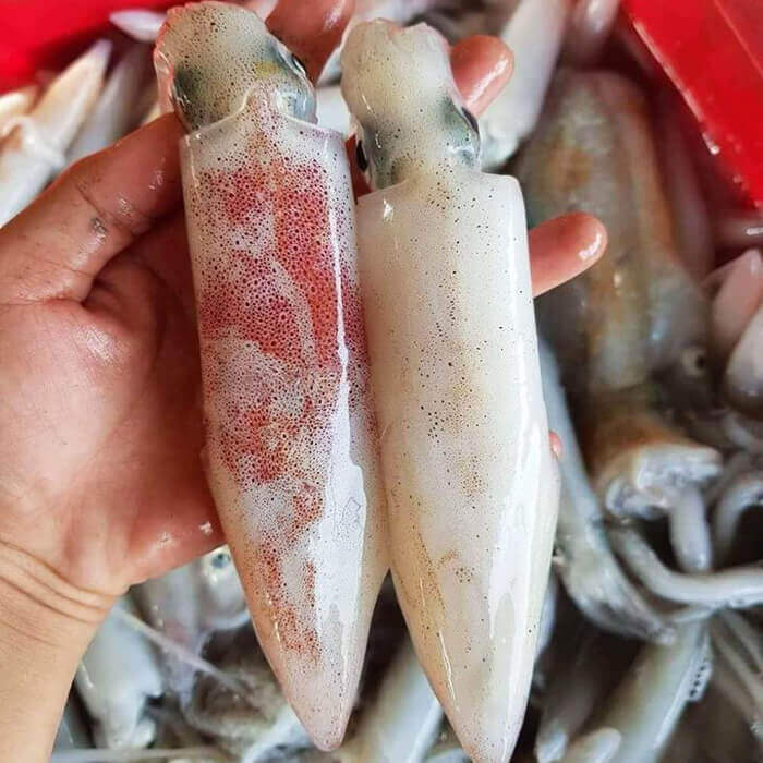 Mực ống tươi