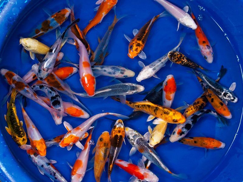 Cá Koi 15-20 con/kg