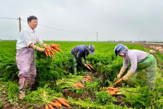 Thủ phủ cà rốt Đức Chính mùa thu hoạch