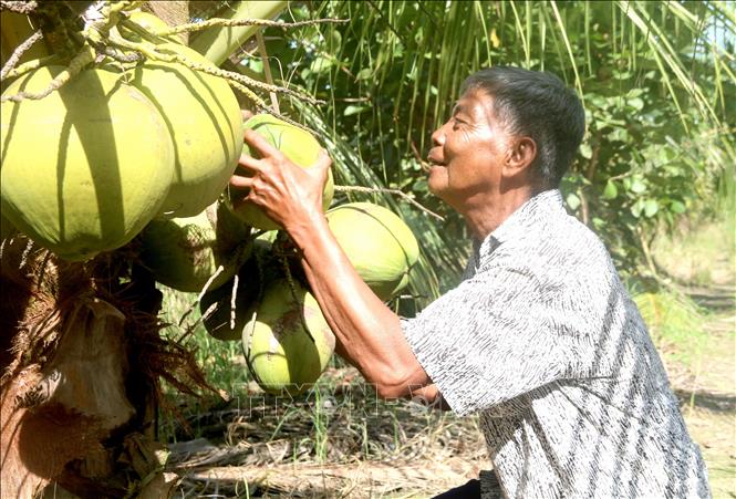 Nâng cấp chuỗi giá trị dừa sáp - Tạp chí điện tử Bảo vệ Rừng và Môi trường
