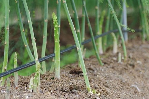 Kĩ thuật trồng măng tây cho năng suất cao vượt trội