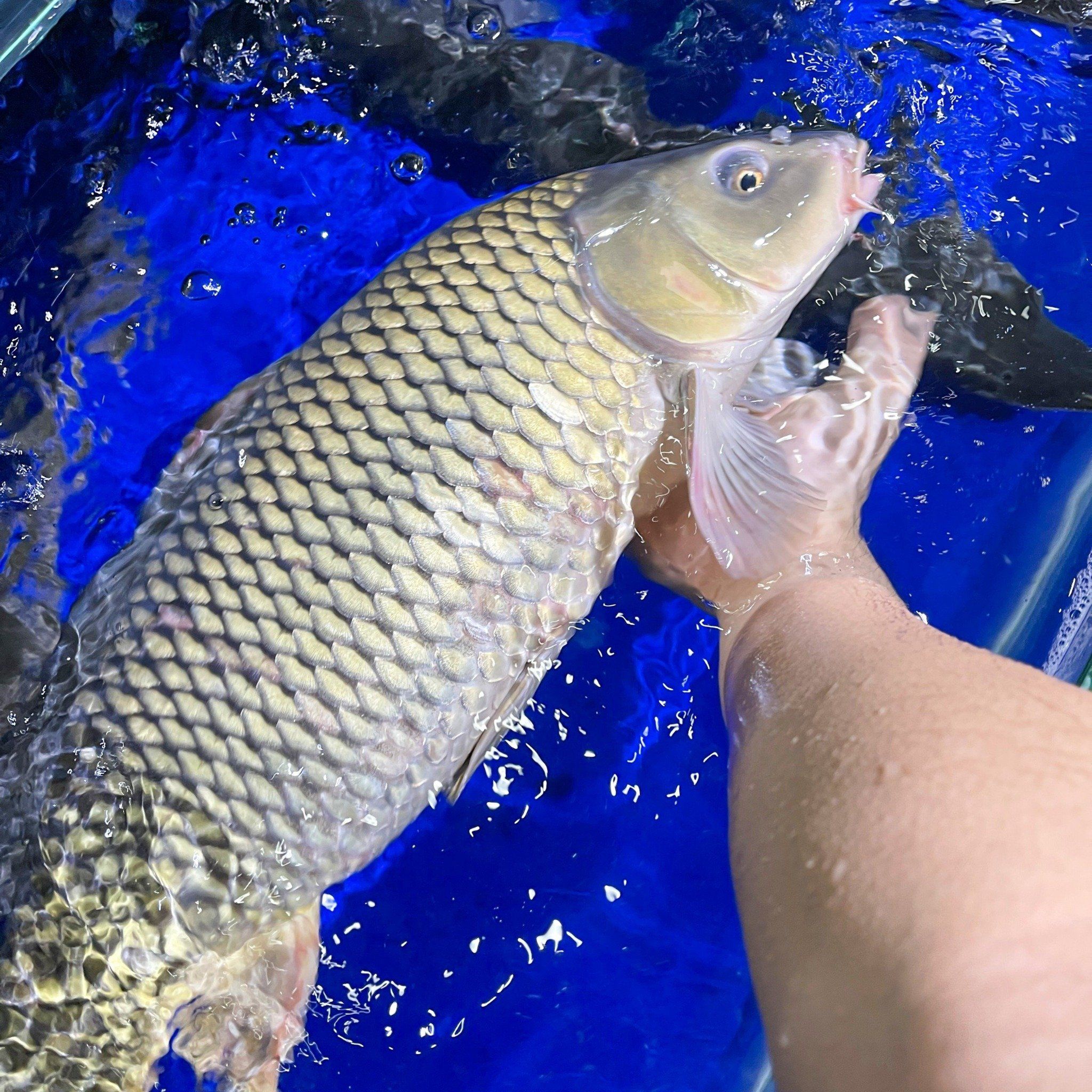 Báo giá cá chép giòn tươi sống size 2,5 - 4kg/con tại Hà Nội