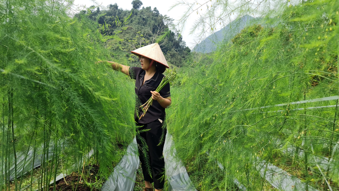 Trồng măng tây, thu tiền triệu mỗi ngày