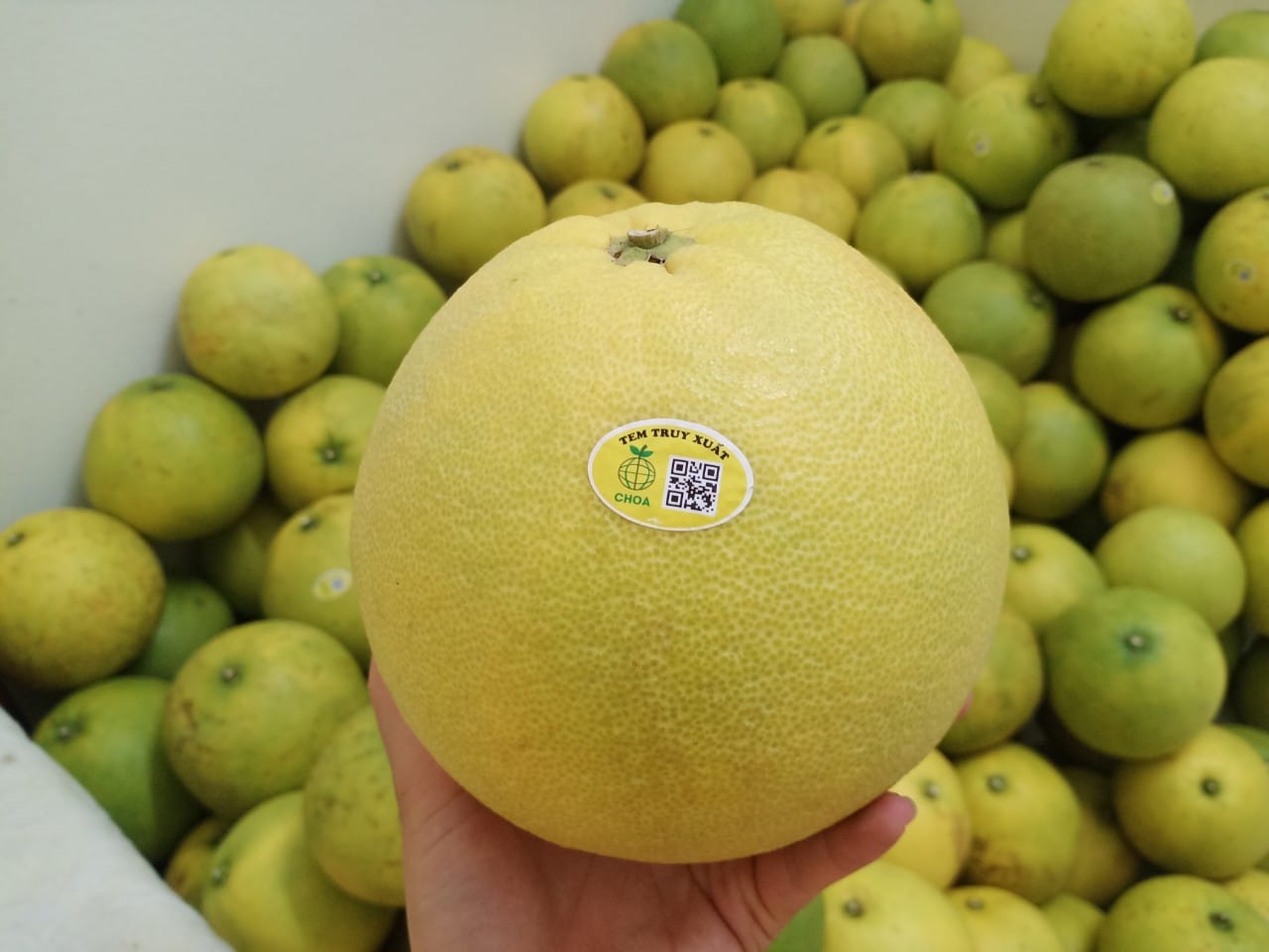Bưởi Phúc Trạch Sinh Thái Choa Loại 2 (700g-900g) - Bưởi Phúc Trạch - Choa