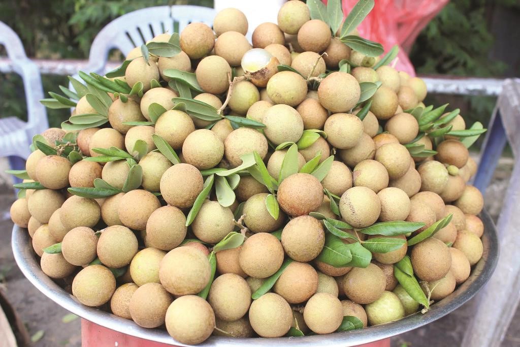 Sướng với mùa nhãn xuồng miền Tây