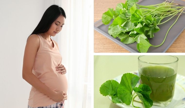 Bà bầu có nên ăn rau má không? Những lưu ý khi ăn rau má